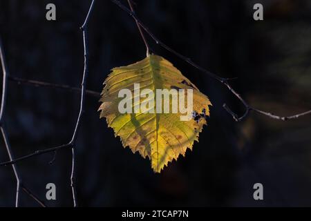 Herbstblatt auf schwarzem Hintergrund. Stockfoto