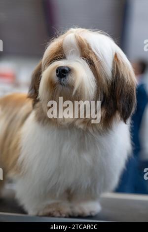 Tibetischer Terrier, Hundeporträt Stockfoto