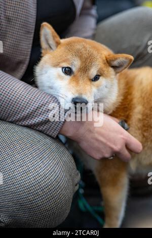 Shiba inu Hundeporträt Stockfoto