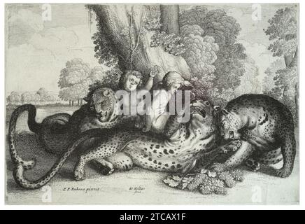 Wenzel Hollar - drei Leoparden und zwei Jungs. Stockfoto