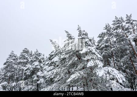 Baumkronen von Tannen in verschneiten und nebeligen Winterwäldern. Luftaufnahme. Stockfoto