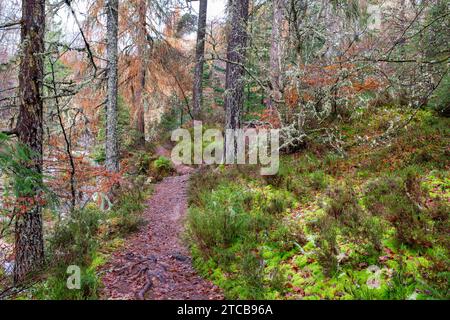 Herbstbuchen und Wanderweg bei Randolph's Leap. Morayshire, Schottland Stockfoto