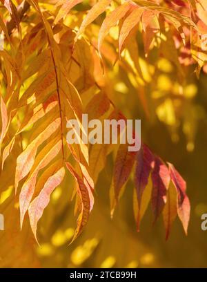 Hell erleuchteter Herbst lässt im Sonnenlicht leuchten Stockfoto
