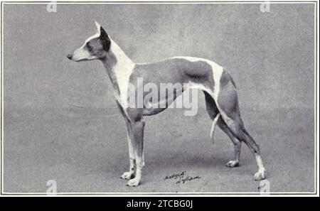 Whippet um 1915. Stockfoto