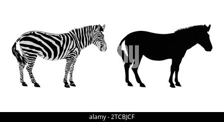 Handgezeichnetes Zebradesign Stock Vektor