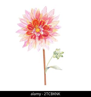 Dahlienblume Aquarellillustration. Handgezeichnetes, realistisches botanisches Bild für Postkarten und Einladungen. Stockfoto