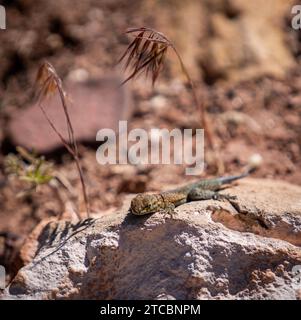 Eine Amazonas-Lavaechse (Tropidurus torquatus), die auf sonnendurchfluteten Felsen liegt Stockfoto