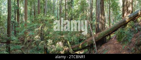 Ein großer Baumstamm auf einem schrägen Waldboden, umgeben von üppigem Grün. Stockfoto