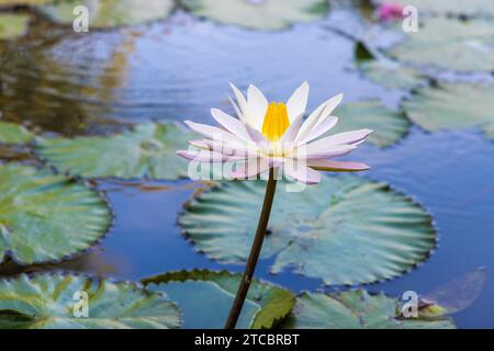 Seerose aus dem Teich in Bali, Indonesien Stockfoto