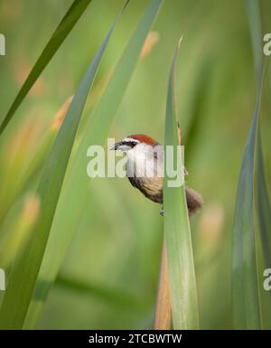 Der kastanienbedeckte Babbler (Timalia pileata) ist eine Vogelart aus der Familie der Timaliidae. Dieses Foto wurde aus Bangladesch aufgenommen. Stockfoto