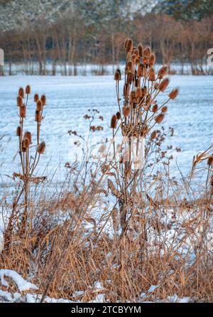 Wilde Teasel (Dipsacus fullonum) im Winter, schneebedeckte Wiese, Ternitz, Niederösterreich, Österreich Stockfoto