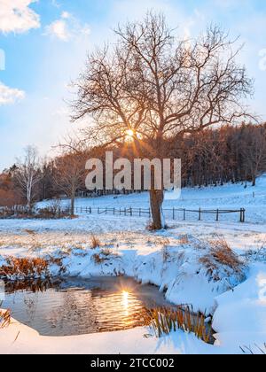 Wasserloch in einer verschneiten Landschaft, Sonnenstrahlen strahlen durch Zweige eines einzelnen Baumes, Ternitz, Niederösterreich, Österreich Stockfoto