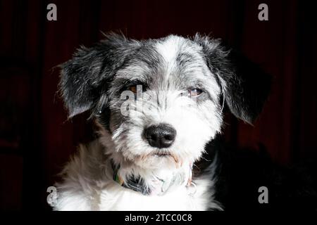 Porträt eines schwarz-weißen Hundes mit Augenkontakt Stockfoto