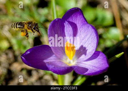 Makropktur einer Biene, die zu einem Krokuspistil fliegt, mit gesammeltem Pollen an ihren Füßen Stockfoto