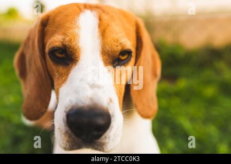 Hund sitzt auf Gras draußen sieht es bei Camera. Kopieren Sie Platz Stockfoto