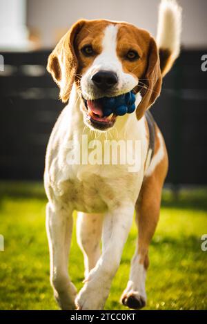 Hund Beagle mit langen schlappohren auf der grünen Wiese im Frühling, Sommer läuft in Richtung Kamera mit Ball. Vertikale Foto Stockfoto