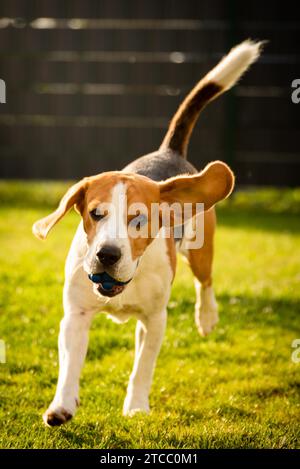 Hund Beagle mit langen schlappohren auf der grünen Wiese im Frühling, Sommer läuft in Richtung Kamera mit Ball. Vertikale Foto Stockfoto