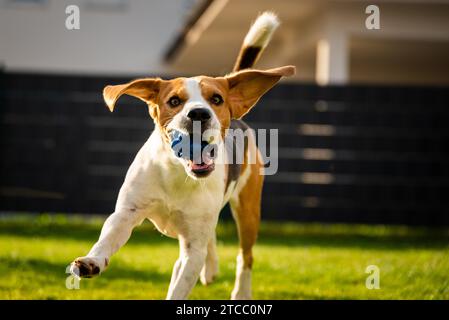 Hund Beagle mit langen schlappohren auf der grünen Wiese im Frühling, Sommer läuft in Richtung Kamera mit Ball. Kopieren Raum auf der rechten Seite Stockfoto