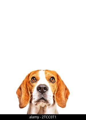 Nahaufnahme des Beagle-Hundes, Porträt, vor weißem Hintergrund. Die Suche nach dem Tempo zeigt Stockfoto