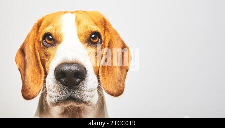 Nahaufnahme des Beagle-Hundes, Porträt, vor weißem Hintergrund. Die Suche nach dem Tempo zeigt Stockfoto