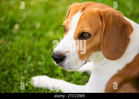 Hund ruht auf Gras im Schatten an heißen Sommertagen. Kopierraum im Hintergrund des Hundes Stockfoto