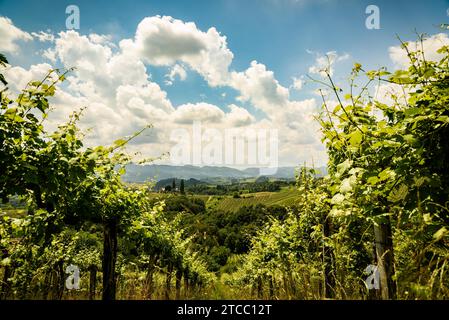 Berühmte herzförmige Weinstraße in Slowenien im Sommer, Herzerl Straße, Weinberge im Sommer, Spicnik Touristen vor Ort Stockfoto