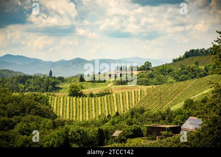 Berühmte herzförmige Weinstraße in Slowenien im Sommer, Herzerl Straße, Weinberge im Sommer, Spicnik Touristen vor Ort Stockfoto