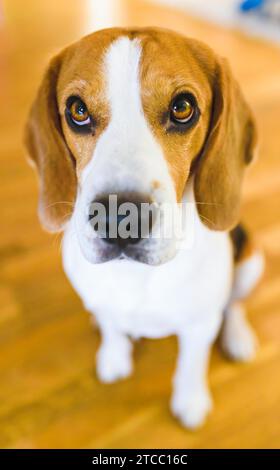 Beagle-Hund sitzt auf Holzboden und blickt nach oben. Traurige Augen PET Hintergrund Stockfoto
