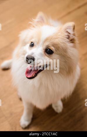 Deutscher Wachtelhund klein Hund sitzt auf einem Holzboden in Richtung Kamera portrait suchen Stockfoto