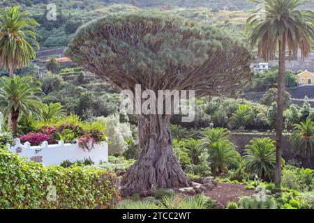 Drago Milenario (El Drago) in Los Llanos de Aridane auf der Kanarischen Insel Teneriffa Stockfoto