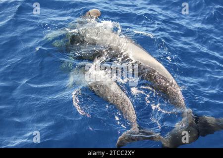 Pilotwale (globicephala Melas) im Atlantischen Ozean an der Kanarischen Insel Teneriffa Stockfoto