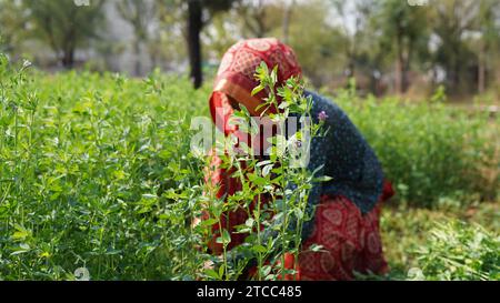 Eine Farmerin, die in die Kamera schaut und lächelt, Alfalfa-Pflanzen. Grüne Ernte-Hülsen von Alfalfa-Pflanzen mit attraktiven Nicken. Stockfoto