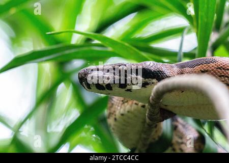 Frei lebende Boa Schlange auf einem Zweig im Lokobe Naturreservat in Madagaskar, Nosy Be Stockfoto