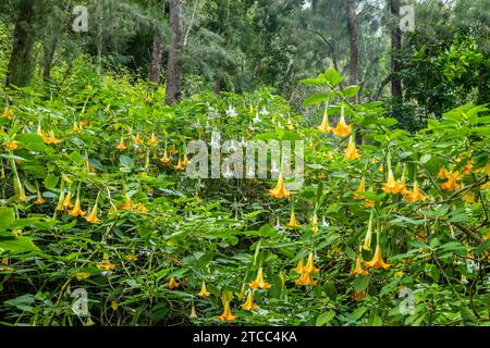 Engel im Inneren der Insel Reunion im indischen Ozean Stockfoto