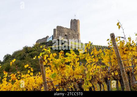 Malerischer Blick auf Burg Landshut in Bernkastel-Kues an der Mosel im Herbst mit bunten Weinberge Stockfoto