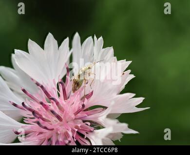 Nahaufnahme eines Bischofskäfer, der in einer weißen rosa Kornblume sitzt Stockfoto