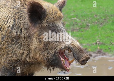 Kopf eines Wildschweins, Gähnen, Zähne sichtbar. SUS scrofa Trappenkamp, Schleswig Holstein, Deutschland Stockfoto