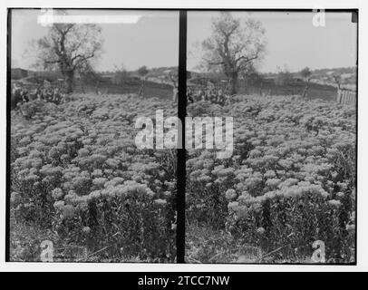 Wilde Blumen in Palästina. Bereich der wilden peppergrass chalepense (Lepidium L.). Stockfoto