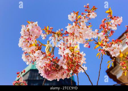 Goldener Rathausmann durch Kirschblüten im Gewandhaus gesehen Stockfoto