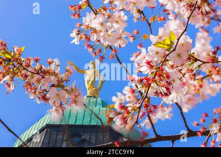 Goldener Rathausmann durch Kirschblüten im Gewandhaus gesehen Stockfoto