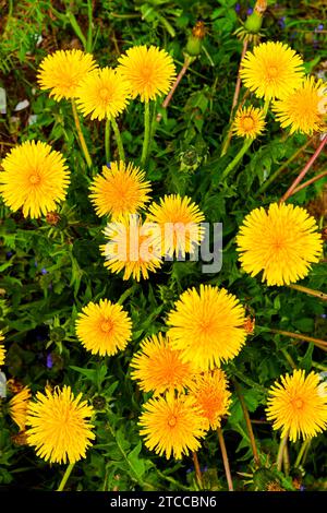 Der gewöhnliche Löwenzahn (Taraxacum) stellt eine Gruppe sehr ähnlicher und eng verwandter Pflanzenarten in der Gattung Löwenzahn der zusammengesetzten Familie dar Stockfoto