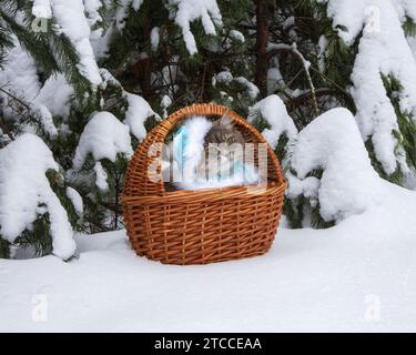 Winterkarte mit einem niedlichen Kätzchen im Schnee Stockfoto