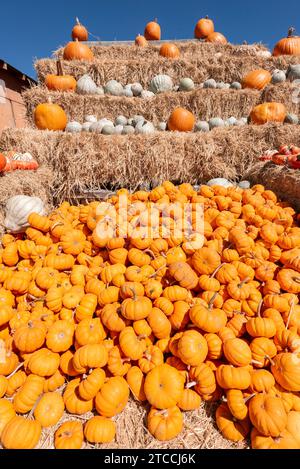 Kürbisse zum Verkauf vor Halloween auf einer Farm an der kalifornischen Küste in der Nähe von Santa Cruz in den USA Stockfoto