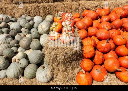 Kürbisse zum Verkauf vor Halloween auf einer Farm an der kalifornischen Küste in der Nähe von Santa Cruz in den USA Stockfoto