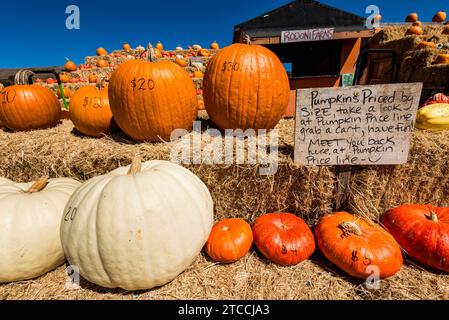 Kürbisse zum Verkauf vor Halloween auf einer Farm an der kalifornischen Küste in der Nähe von Santa Cruz in den USA Stockfoto