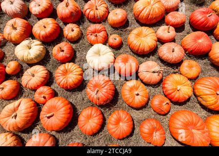 Kürbisse zum Verkauf vor Halloween auf einer Farm an der kalifornischen Küste in der Nähe von Santa Cruz in den USA Stockfoto