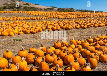 Kürbisse zum Verkauf vor Halloween auf einer Farm an der kalifornischen Küste in der Nähe von Santa Cruz in den USA Stockfoto