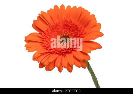 Rote Gerbera Gänseblümchenblume isoliert auf weißem Hintergrund. Stockfoto