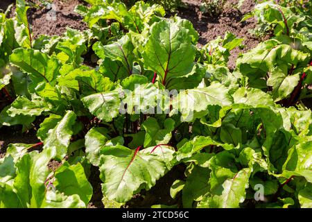 Blatt der Rübenwurzel. Frische grüne Blätter von Rübenwurzel oder Rübenwurzel-Sämling. Reihe von grünen jungen Rüben Blätter Wachstum in Bio-Farm. Closeup Rote Beete verlassen Stockfoto