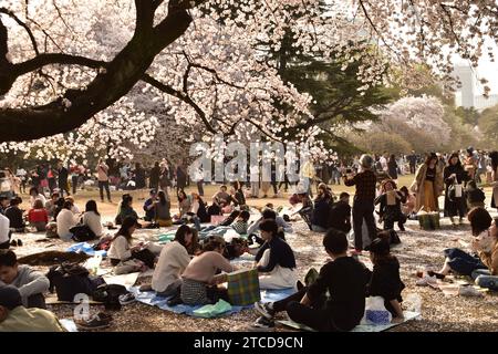 Ueno Park, Tokio, Japan - 29. März 2018 : Japaner sitzen unter Sakura-Bäumen und haben Spaß während des Hanami-Festivals Stockfoto